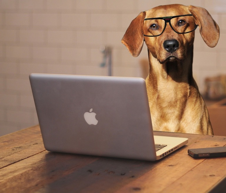 8 Steps to Get You Blogging Like a Top Dog in Your Niche